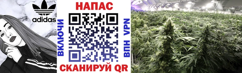 где продают   Горно-Алтайск  МАРИХУАНА индика 